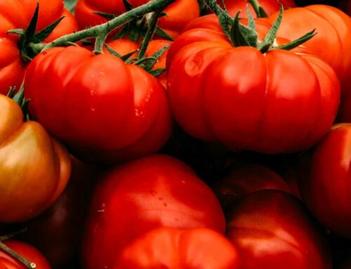 Biciclettata Fiere: Pomodoro Costoluto di Cambiano e Zootecnica di Riva presso Chieri (TO) (1/09/2024)